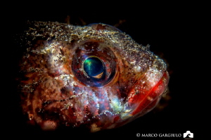 Red mouth goby by Marco Gargiulo 